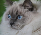 Colors-Blue