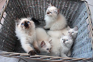 Kittens-questions01