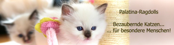 PalatinaRagdollsBanner