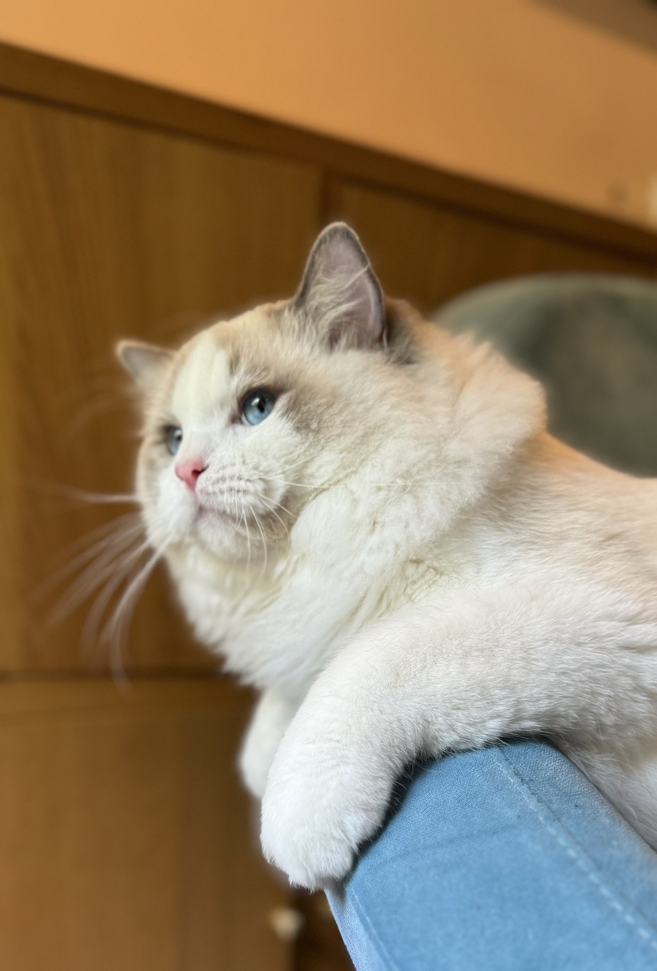 admiral