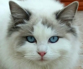 small-Calypso