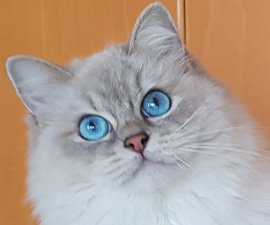 small-KatyPerry